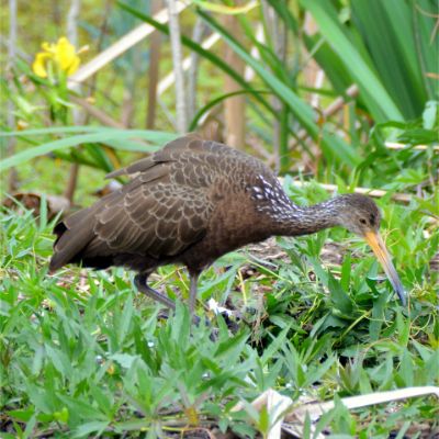 Limpkin (3)